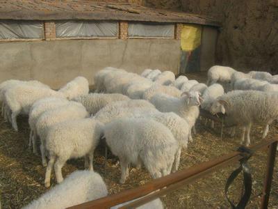 商都縣蒙寒養(yǎng)殖農(nóng)民專業(yè)合作社 家禽養(yǎng)殖的現(xiàn)代化之路