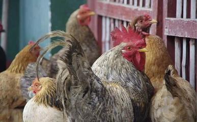 雞鴨鵝能混養(yǎng)嗎？養(yǎng)殖家禽的注意事項與影響