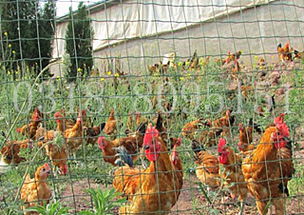 山西散養(yǎng)雞圍欄網(wǎng)價格與產(chǎn)品介紹