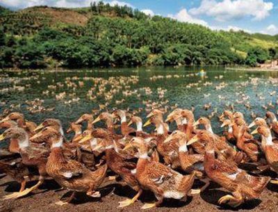 大觀園果木烤鴨 傳統(tǒng)工藝與現(xiàn)代家禽養(yǎng)殖的完美融合