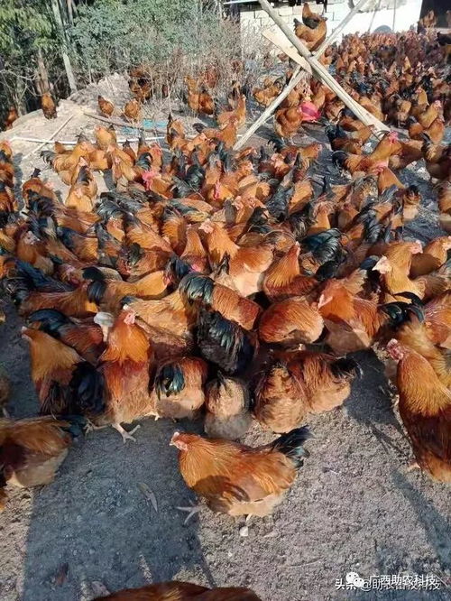 疫情下家禽養(yǎng)殖場飼料短缺與銷售受阻的應(yīng)急解決方案