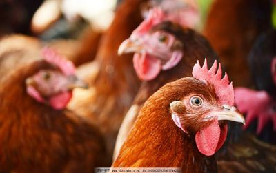 現代化養雞場 科學養殖助力家禽產業提質增效