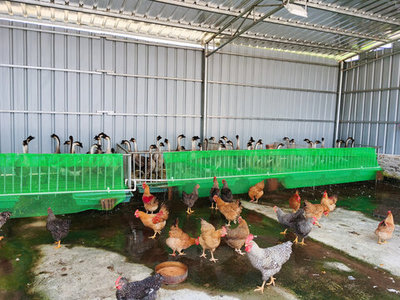 探秘現代雞鴨養殖場 高效家禽養殖的實踐與展望