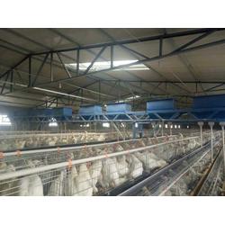 中原養殖設備廠 廣東領先的全自動喂料機制造商，助力家禽養殖智能化升級