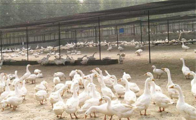 科學(xué)選址，奠定基礎(chǔ)——鵝養(yǎng)殖場(chǎng)選址的核心要點(diǎn)與家禽養(yǎng)殖環(huán)境考量