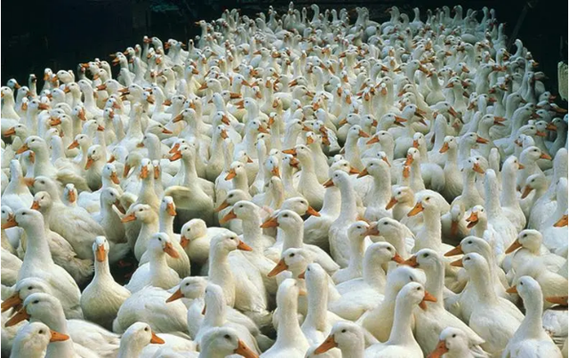 雞鴨鵝價(jià)格全面下滑，家禽養(yǎng)殖或?qū)⑦M(jìn)入新一輪“衰退期”？