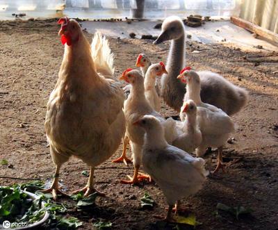 致富養(yǎng)殖新風(fēng)口 家禽養(yǎng)殖中哪些項(xiàng)目賺錢快？