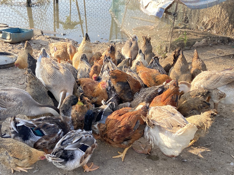 童心牧歌 兒童沙盤游戲與家禽養(yǎng)殖的創(chuàng)意融合