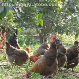 碭山草蘆花家禽熱銷中 優(yōu)質(zhì)供應(yīng)商成東養(yǎng)殖合作社與阿土伯網(wǎng)攜手促銷