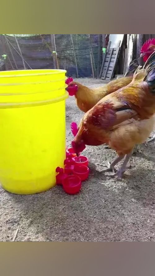 家禽養(yǎng)殖自動(dòng)飲水器 實(shí)現(xiàn)自動(dòng)補(bǔ)水，解放人力，提升養(yǎng)殖效益