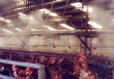 孝感家禽養(yǎng)殖業(yè)迎戰(zhàn)高溫 噴霧降溫與消毒并舉，保障產(chǎn)業(yè)健康發(fā)展